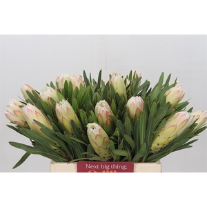 PROTEA WHITE NIGHT