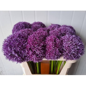 ALLIUM GLOBEMASTER