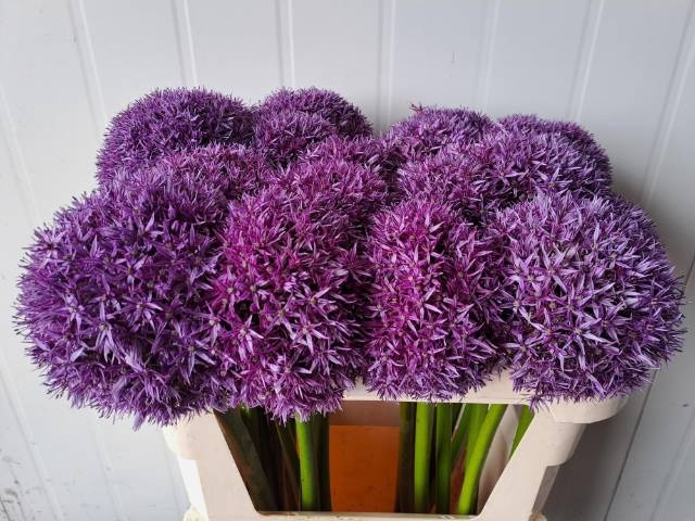 <h4>ALLIUM GLOBEMASTER</h4>