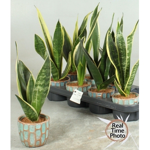 SANSEV TRIFASCIA  OV