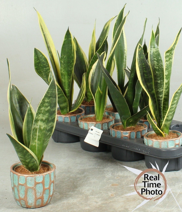 <h4>SANSEV TRIFASCIA  OV</h4>