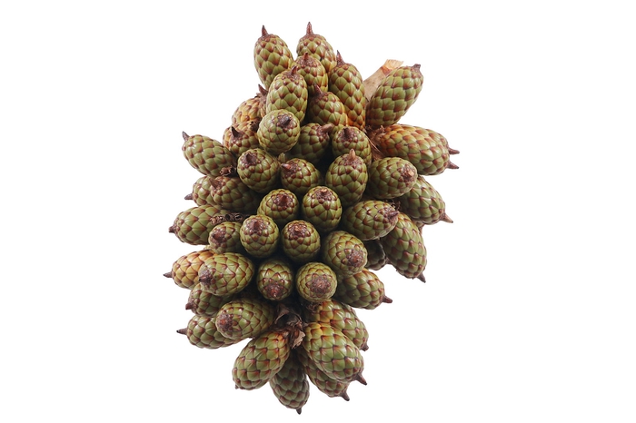 Raffia Fruits Strengh XXL X8