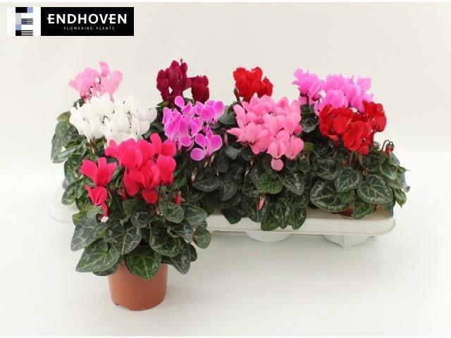 <h4>CYCL KL SUP WINTER</h4>