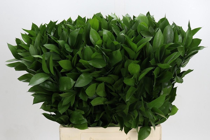 <h4>RUSCUS HYPOPHYLLUM</h4>
