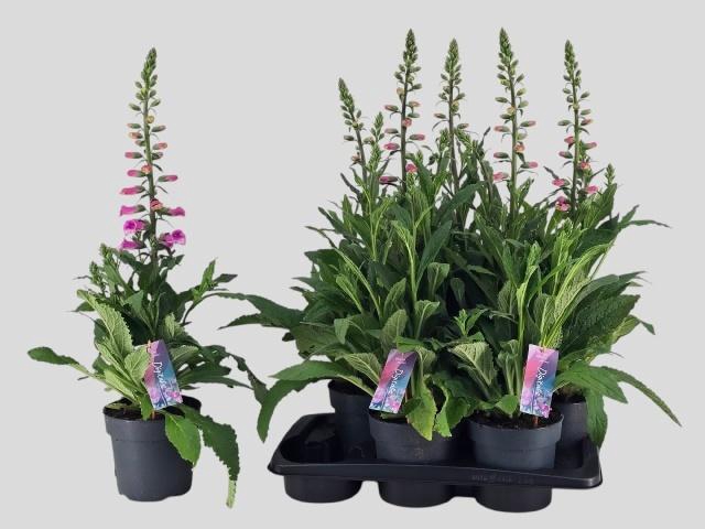 <h4>DIGI PANTHER</h4>