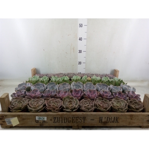 Echeveria   ...
