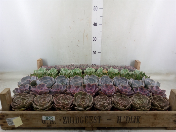 <h4>Echeveria   ...</h4>