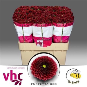 CHR SAN AAA PURP RED