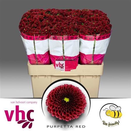 CHR SAN AAA PURP RED