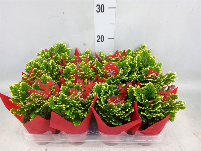 <h4>Selaginella martensii 'Jori'</h4>