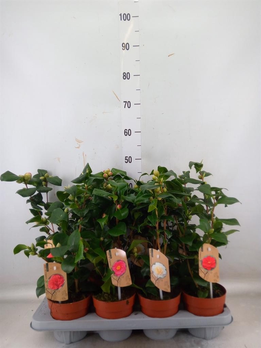 <h4>Camellia   ...mix 3</h4>