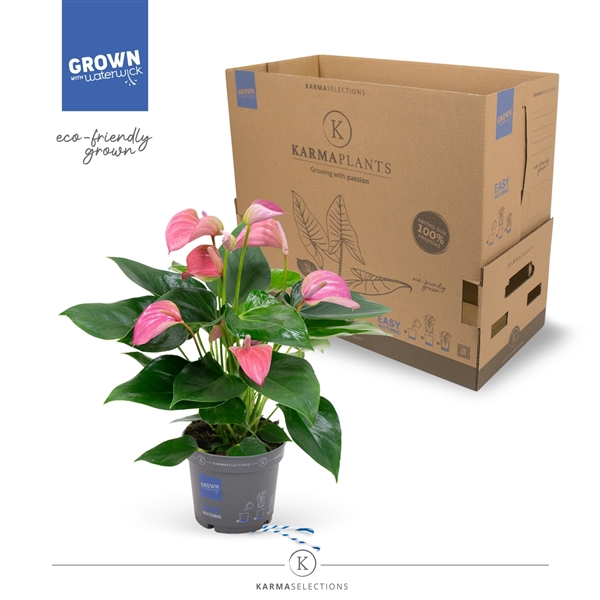 <h4>Anthurium - KARMA Joli | 12cm</h4>