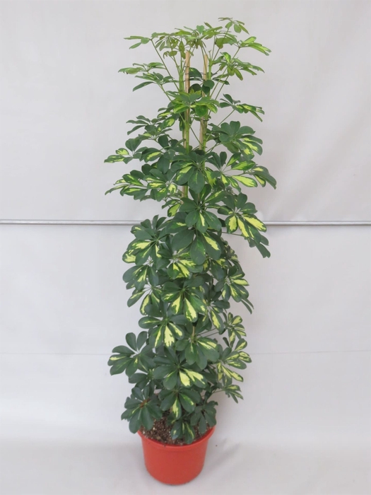 <h4>Schefflera arbor. 'Gold Capella'</h4>