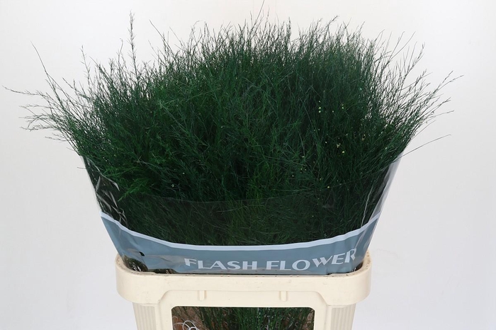 <h4>Asparagus Virgatus</h4>