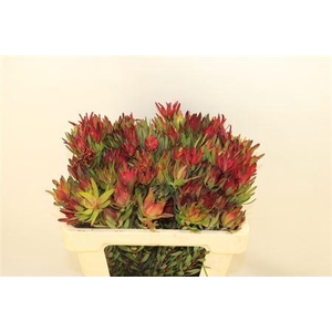 LEUCAD SAL BLUSH 50CM