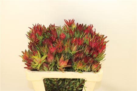 <h4>LEUCAD SAL BLUSH 50CM</h4>