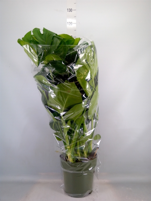 <h4>Monstera delic.</h4>