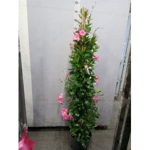 Mandevilla sand. 'Eagle Eye'