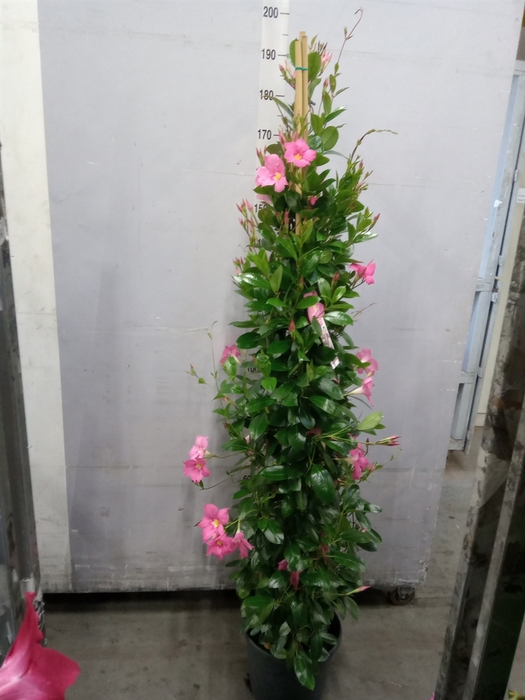 <h4>Mandevilla sand. 'Eagle Eye'</h4>