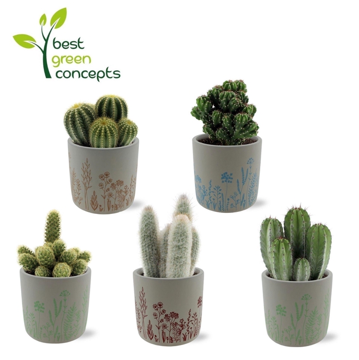 <h4>CACTUS OV</h4>