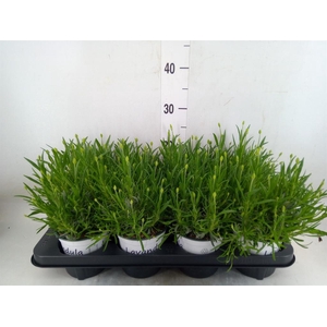 Lavandula interm. 'Edelweiss'