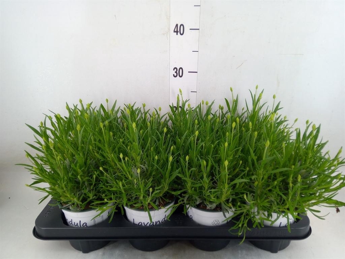 <h4>Lavandula interm. 'Edelweiss'</h4>