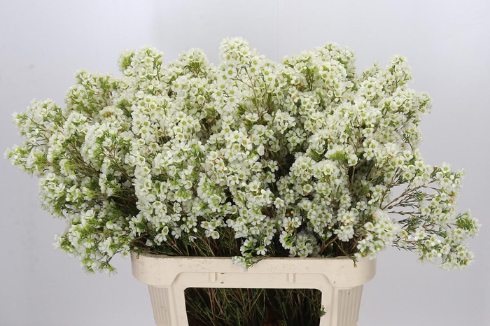 <h4>Chamelaucium Dawn Pearl</h4>