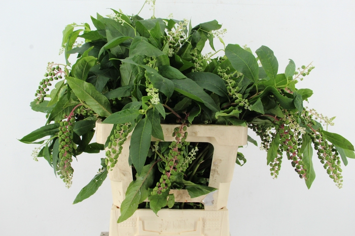 PHYTOLACCA AMERICANA
