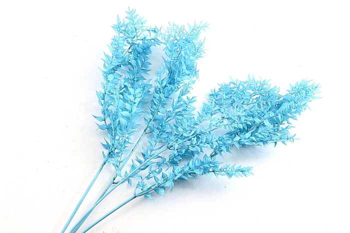 Ruscus Preserved Blue