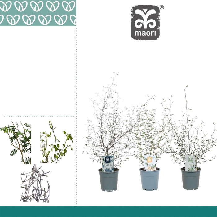 <h4>COROKIA MAORI GEM</h4>