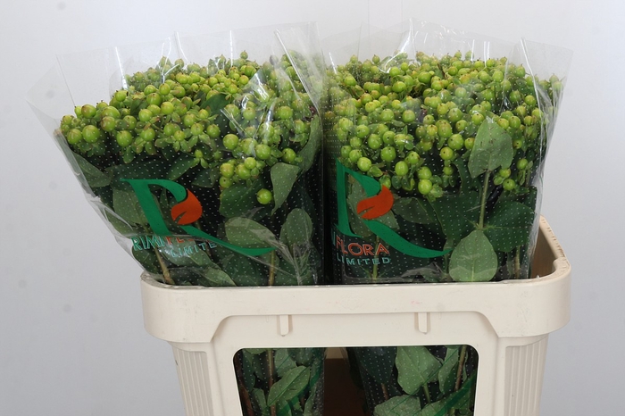 <h4>Hypericum Green Power</h4>