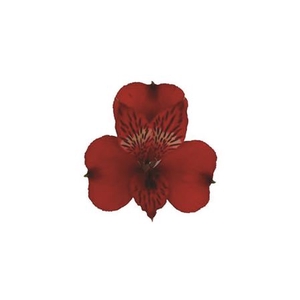 Alstr Natalya ( Red )