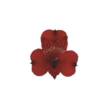 Alstr Natalya ( Red )