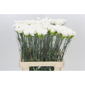 Dianthus St Holly