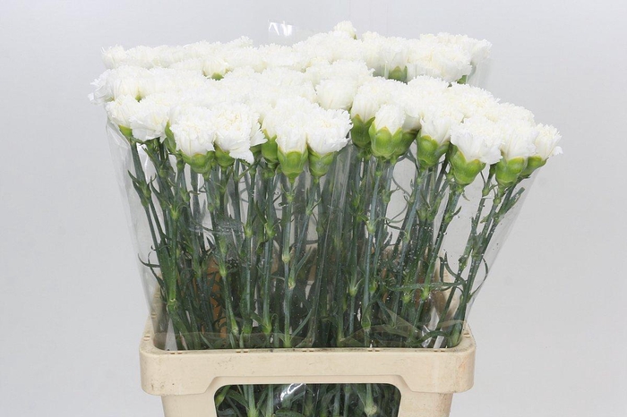 <h4>Dianthus St Holly</h4>