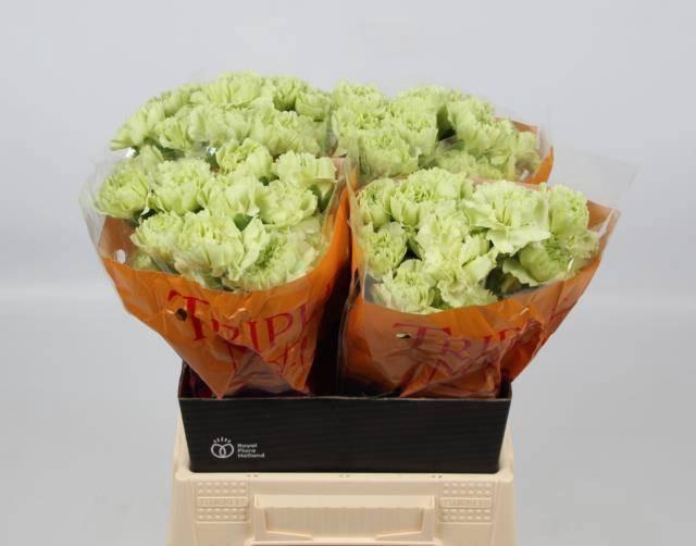 <h4>DI ST GREEN SHOT</h4>