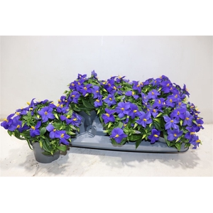 Exacum Tri Sapphire