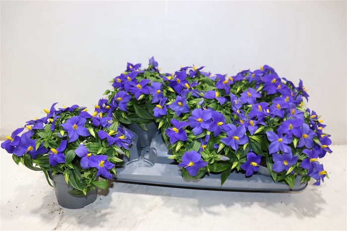 <h4>Exacum Tri Sapphire</h4>