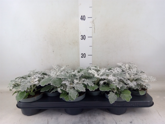 <h4>Jacobaea maritima</h4>