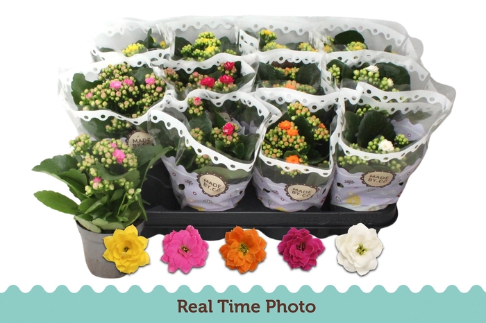 <h4>KAL GE GEM 5 KL</h4>