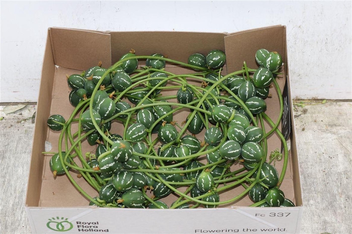<h4>Ornamental fruit 'Diplocyclus'</h4>