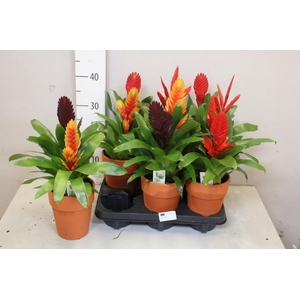 ARR BROMELIA
