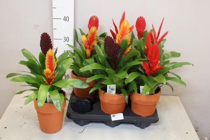 <h4>ARR BROMELIA</h4>