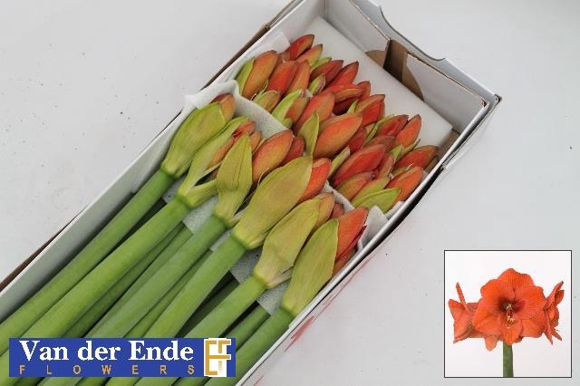 <h4>Hipp Ga Naranja</h4>