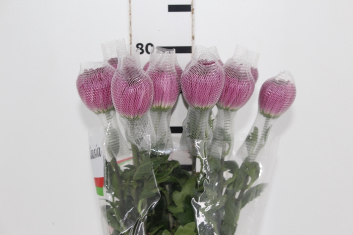 <h4>ANASTASIA COUTURE 080 CM</h4>