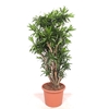 Dracaena Song of Jamaica