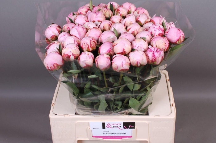 <h4>Paeonia Sarah Bernhardt</h4>