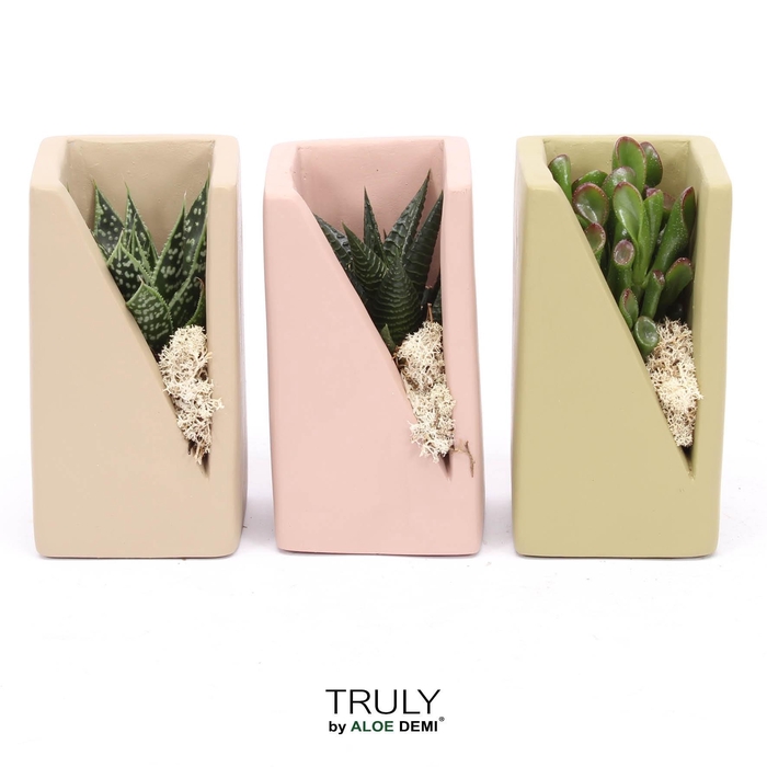 <h4>TRULY Succulent, Meles concrete moss - Green Beige Pink</h4>