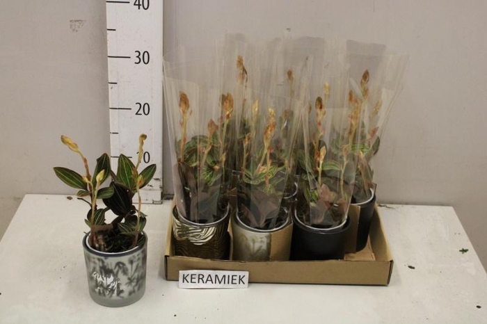 <h4>LUD DISCOLOR</h4>