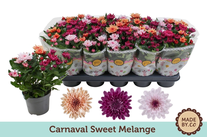 <h4>Chrysant Carnaval Sweet Melange</h4>